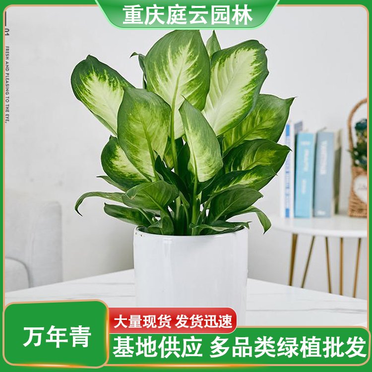 植物租賃 萬年青粉黛萬年紅帶陶瓷盆 花卉盆栽綠植出租 園林綠化養護約20.00元